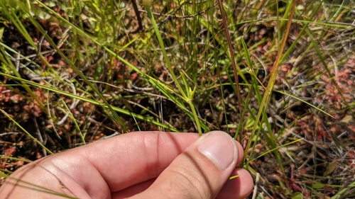 Image of Sabatia gentianoides by (c) Joseph Aubert, some rights reserved (CC BY)