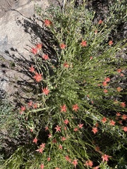 Castilleja montigena