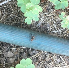 Salticidae