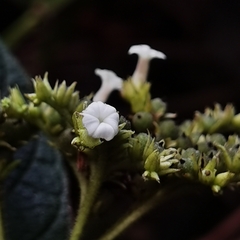 Heliotropium verdcourtii