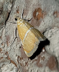 Abegesta