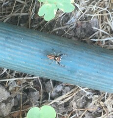 Salticidae