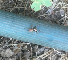 Salticidae