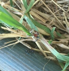 Salticidae