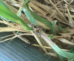 Salticidae