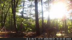 Odocoileus virginianus borealis