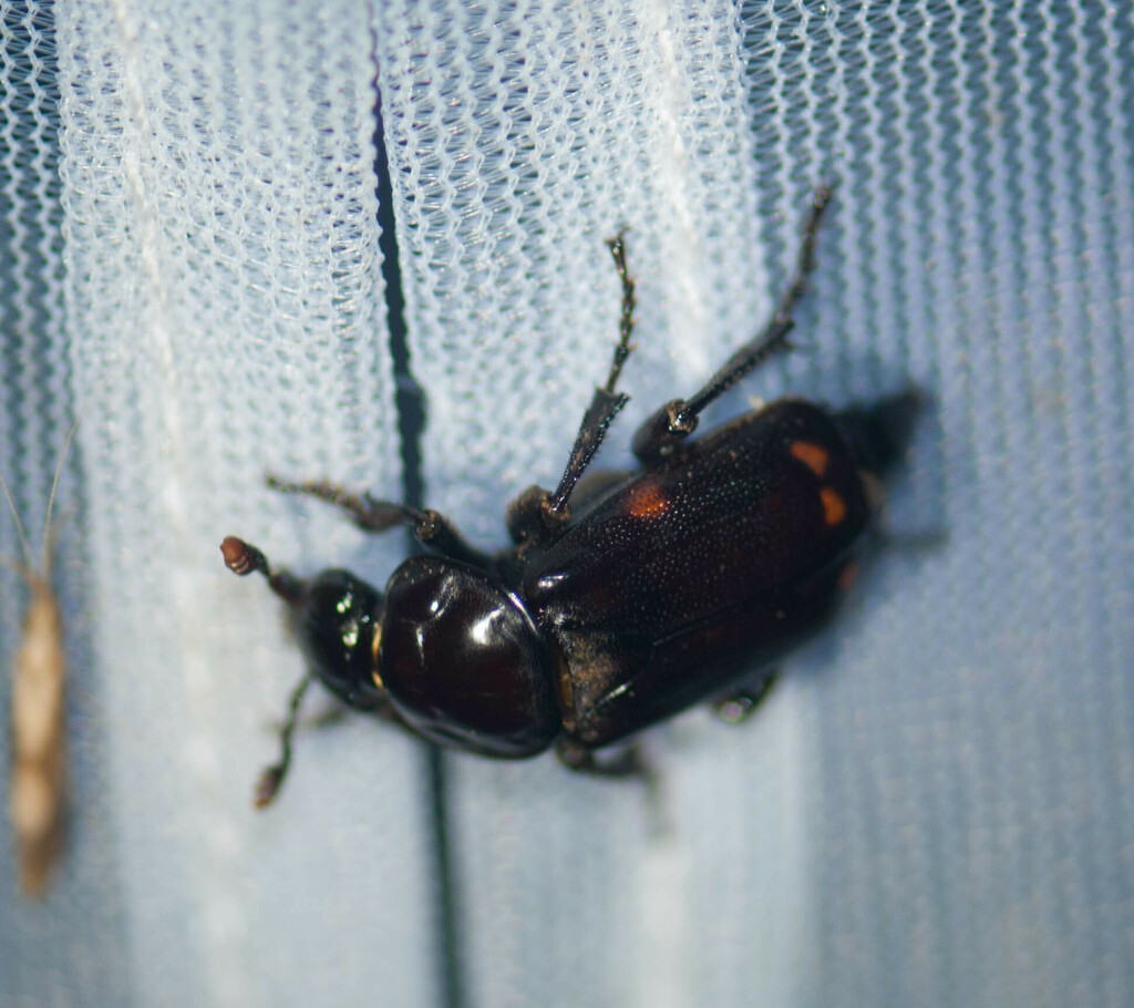 Pustulated Carrion Beetle in July 2022 by johnbotany · iNaturalist