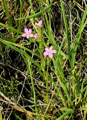 Centaurium littorale uliginosum