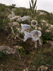 Gladiolus caeruleus