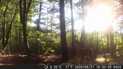 Odocoileus virginianus borealis
