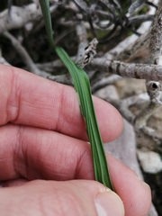 Gladiolus caeruleus