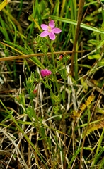 Centaurium littorale uliginosum