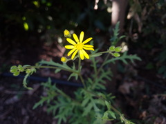 Senecio consanguineus