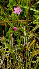 Centaurium littorale uliginosum