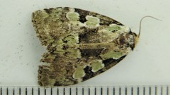 Leuconycta lepidula