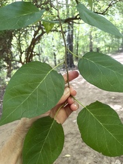 Maclura