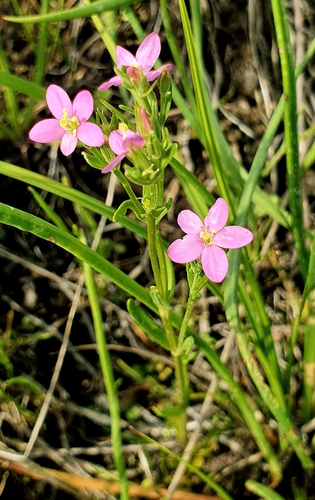 Image of Seaside Centaury (Centaurium littorale) by (c) Анна Митрошенкова, some rights reserved (CC BY)