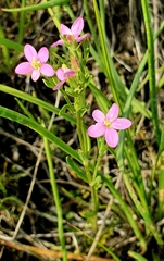 Centaurium littorale uliginosum