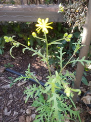 Senecio consanguineus