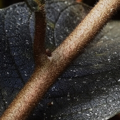 Heliotropium verdcourtii