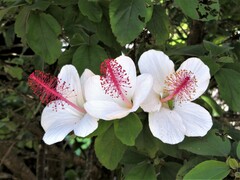 Hibiscus waimeae
