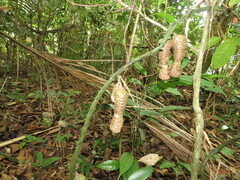 Dioscorea chondrocarpa