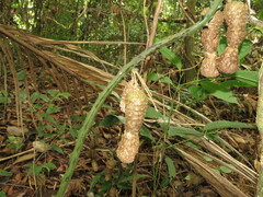 Dioscorea chondrocarpa