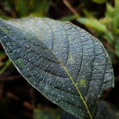 Heliotropium verdcourtii