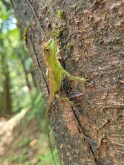 Diploderma polygonatum