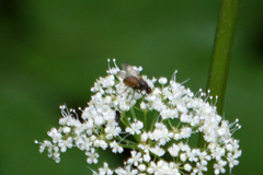 Thricops semicinereus