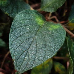 Heliotropium verdcourtii