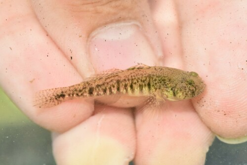 Caucasian Dwarf Goby, Κεντρική Μακεδονία, Ελλάδα, photo 5 of 10