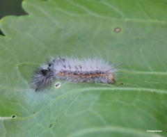 Acronicta auricoma