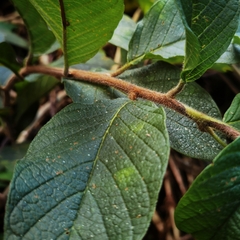 Heliotropium verdcourtii