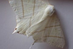 Ourapteryx sambucaria