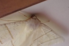 Ourapteryx sambucaria