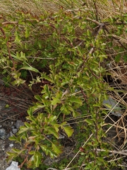 Crataegus monogyna