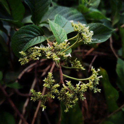 Image of Heliotropium verdcourtii by (c) Eduardo Chacón Madrigal, some rights reserved (CC BY)