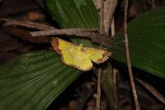 Corymica latimarginata