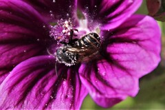 Stelis punctulatissima