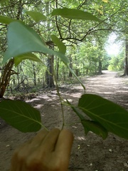 Maclura