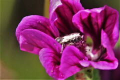 Stelis punctulatissima