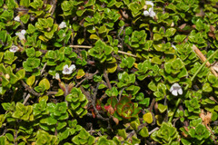 Clinopodium nubigenum