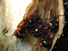 Eumorphus quadriguttatus pulchripes