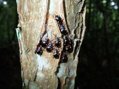 Eumorphus quadriguttatus pulchripes