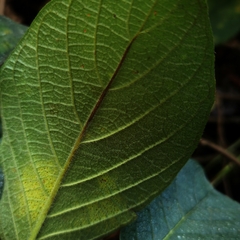 Heliotropium verdcourtii