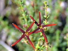 Jamesbrittenia atropurpurea