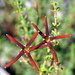 Jamesbrittenia atropurpurea - Photo (c) Gigi Laidler,  זכויות יוצרים חלקיות (CC BY-NC), הועלה על ידי Gigi Laidler