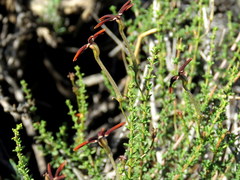 Jamesbrittenia atropurpurea