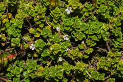 Clinopodium nubigenum